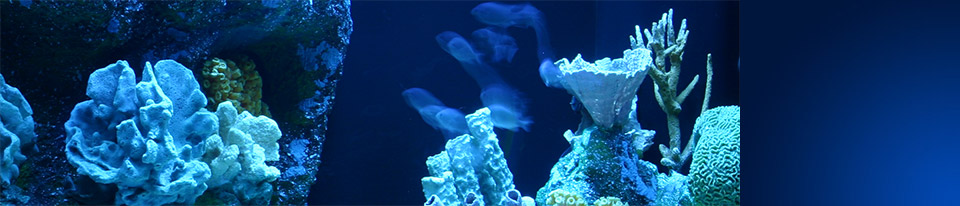 Aquarium Concepts